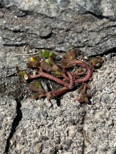 Common Purslane