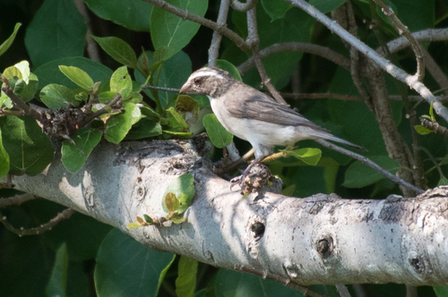 iNaturalist image