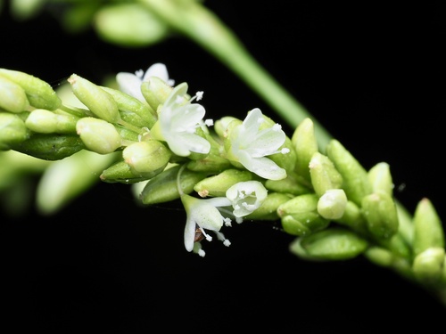 Persicaria glabra, photograph 5
