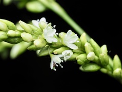 (c) Joshua Ebright, some rights reserved (CC BY) Persicaria glabra, photograph (c) Joshua Ebright, some rights reserved (CC BY)