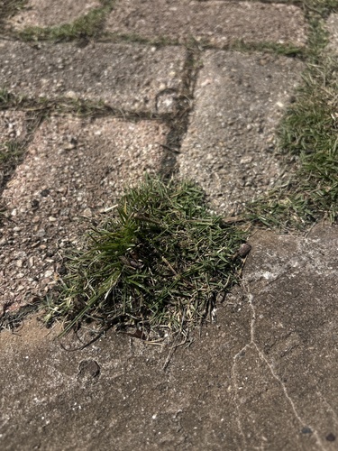 Zoysia matrella observed 2026-09-26
