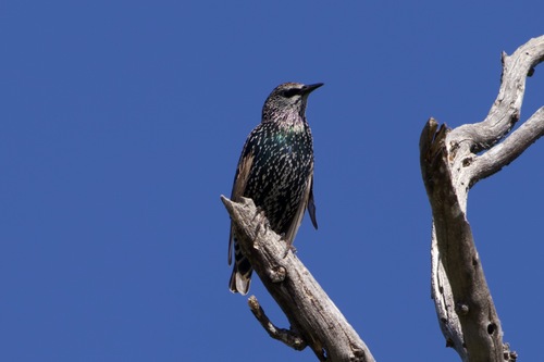 iNaturalist observation photo of European Starling
