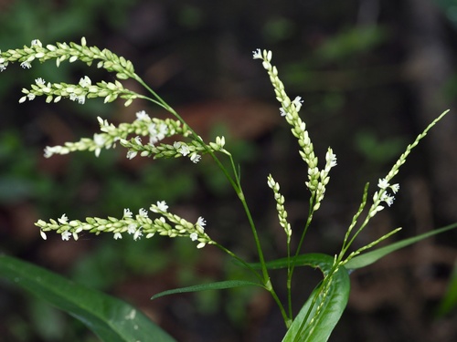 Persicaria glabra, photograph 6