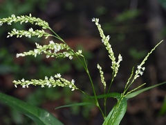 Persicaria glabra, photograph (c) Joshua Ebright, some rights reserved (CC BY)