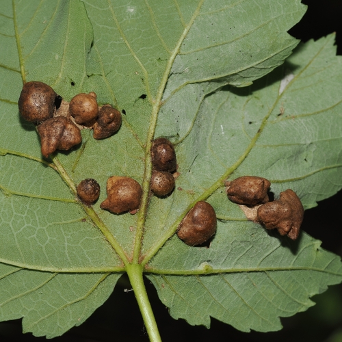 Maple gall wasp