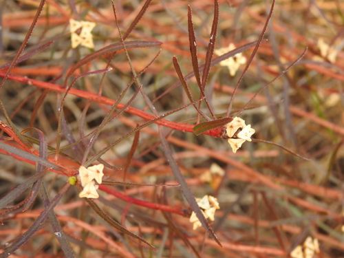 Stillingia texana