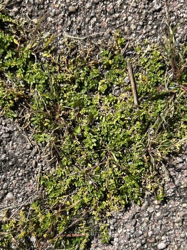Smooth Rupturewort
