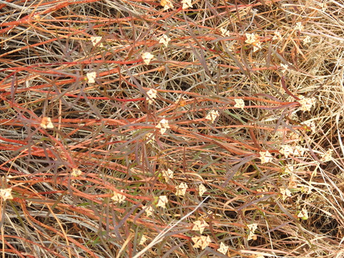 Stillingia texana, photograph 1