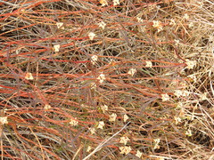 Stillingia texana, photograph (c) saltyhiker, some rights reserved (CC BY)