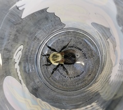 Bombus impatiens