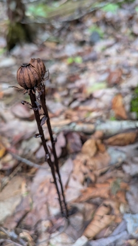 Monotropa uniflora, photograph 3