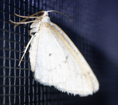 Lomographa glomeraria