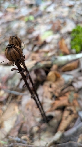 Monotropa uniflora, photograph 4