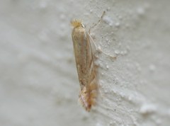 Phyllonorycter quercifoliella