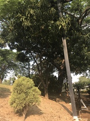 Mangifera indica
