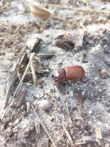 European Rhinoceros Beetle