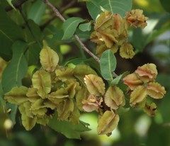 Terminalia elliptica