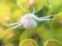 Misumena vatia