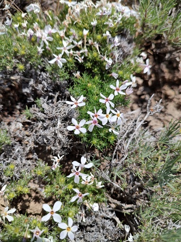 Phlox douglasii, photograph 2
