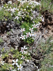author not stated, no rights reserved Phlox douglasii, photograph author not stated, no rights reserved