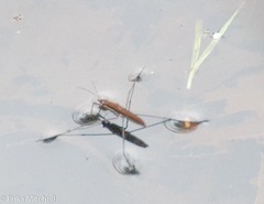 Limnoporus dissortis