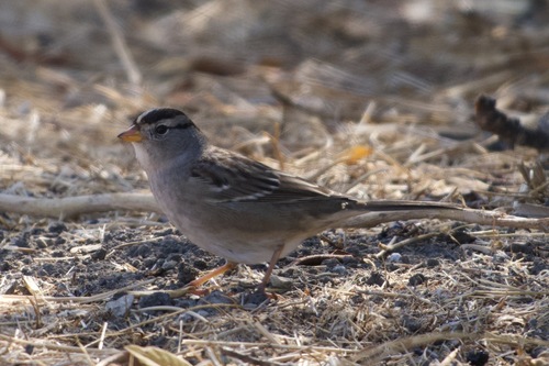 iNaturalist observation photo of White-crowned Sparrow