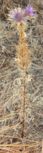 Eryngium leavenworthii