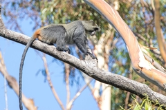Cercopithecus mitis erythrarchus