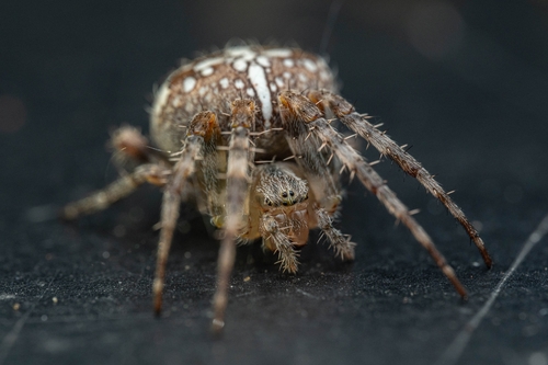 Cross Orbweaver