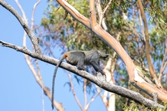 Cercopithecus mitis erythrarchus