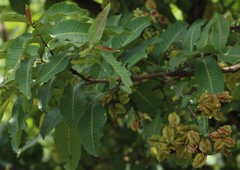 Terminalia elliptica