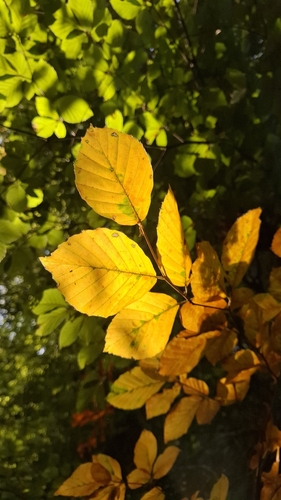 European beech