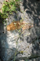 Arrhenatherum elatius