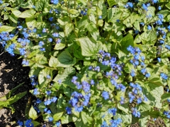 Brunnera