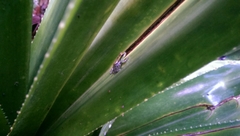 Guibemantis albolineatus