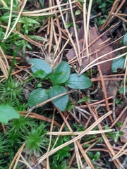 Goodyera repens