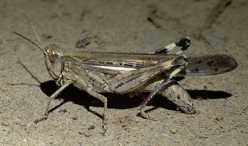 Slender Green-winged Grasshopper