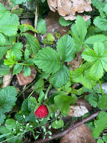 mock strawberry