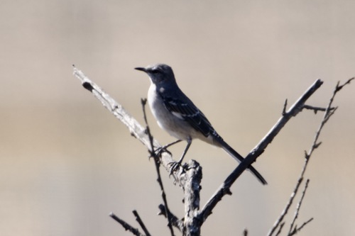 iNaturalist observation photo of Northern Mockingbird