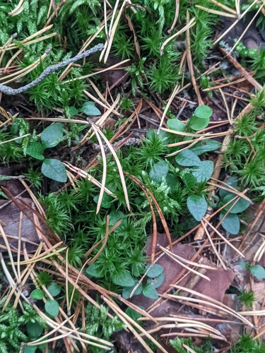 Goodyera repens, photograph 3