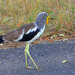 White-headed Lapwing - Photo (c) Arno Meintjes, some rights reserved (CC BY-NC)