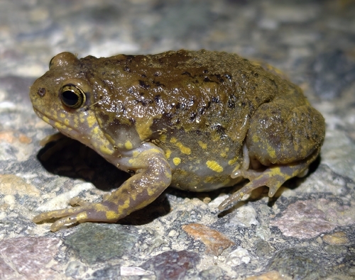 Boreal Digging Frog