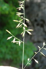 Festuca rupicola