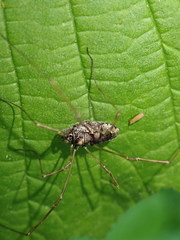 Platybunus