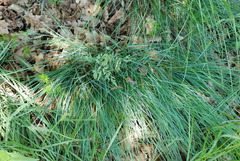 Festuca rupicola