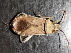 Ceraleptus lividus