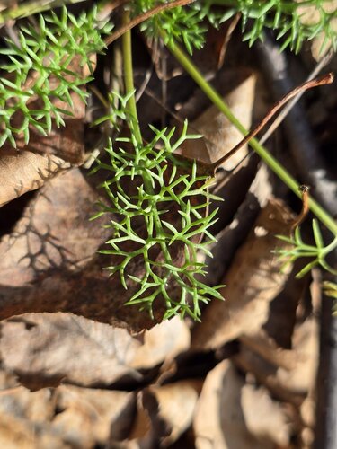 Tripleurospermum inodorum, photograph 3