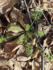 Tripleurospermum inodorum, photograph (c) Сергей Голубев, some rights reserved (CC BY)