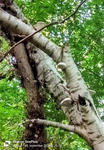 birch polypore