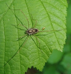 Platybunus